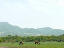 山田牧場の放牧地