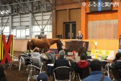 第7回目を迎えた内国産乗用馬市場inノーザンホースパーク