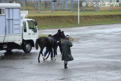 JRA日高育成牧場に到着したペパーミントグラス2014