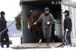 関係者が見守る中、馬運車を降りた