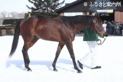 2013年JRA賞年度代表馬に輝いたロードカナロア。G1レース6勝を挙げた新種牡馬の種付状況は満口間近と人気が高い