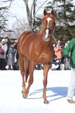 黄金色に輝く鮮やかな栗毛の馬体を披露したオルフェーヴル。終始悠然と構え、報道陣のカメラの前ではポーズをとる余裕も見せた