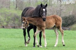 寄り添う当歳は父クロフネの牡馬