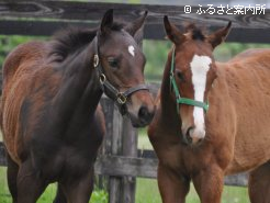 左ケイアイバラード当歳、右テイエムオーシャン当歳