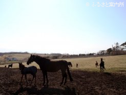 牧場からは太平洋が見渡せる