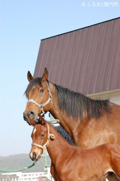 スターインパルスの母コパノジャーノーと今年生まれた当歳馬