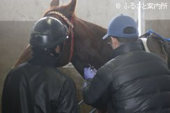 採血する日高軽種馬農業協同組合の獣医師
