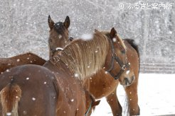 写真１　 [雪が]