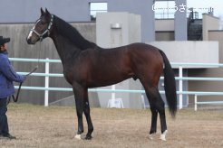 ケンタッキーダービー(G1)を制覇したフサイチペガサスの後継種牡馬として期待は大きい