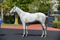 牡馬の最高価格となったサイキョウロマンの13