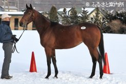 空胎・未供用馬の最高価格イッツスパーブ(父ファルブラヴ)