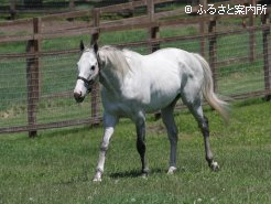 ゴールドシップのいるビッグレッドファームなど、種馬場を多数めぐる
