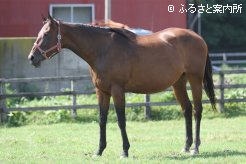 交流重賞9勝をあげたレマーズガールも繁殖牝馬として繋養されている