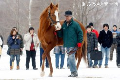 新種牡馬エイシンアポロン