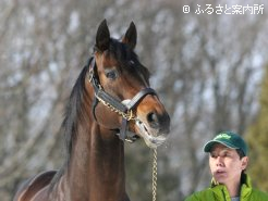 産駒が大活躍中のディープインパクト