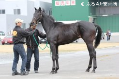 母にオークス馬を持つエリンコートの14