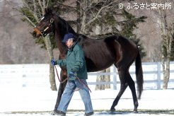 新種牡馬サンライズバッカス