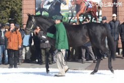 応援メッセージを贈る藤原英昭調教師とエイシンフラッシュ。天覧競馬となった2012年の天皇賞(秋)(G1)で見せたパフォーマンスはいまなお記憶に残る