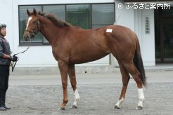 G2勝ち馬ゴールデンジャックの10番仔(牝、父ダイワメジャー)