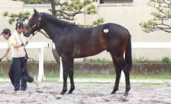 最高価格馬のペディクラリスの12(牡、父キングカメハメハ)は、セール史上2番目の高額馬