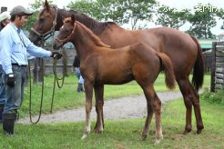 母のシャイニングピアスと当歳牝馬