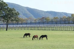 3～4頭のグループに分かれて放牧されるJRA育成馬