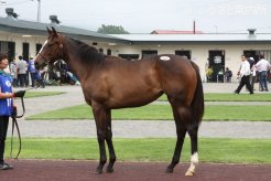 牝馬最高価格馬「パフェ2012」(父ダイワメジャー)