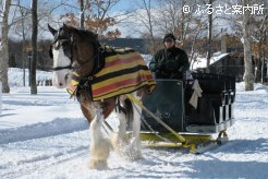 大人気の馬そり