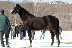 新入厩馬のホワイトマズル