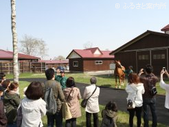 かつての活躍馬たちと間近でふれあった(アドマイヤジュピタ)