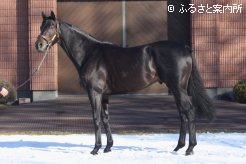 黒光りする自慢の馬体を披露