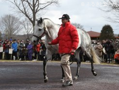 新入厩馬ジョーカプチーノ