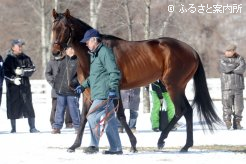 新種牡馬エーシンフォワード