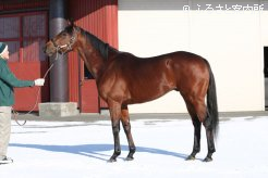 堂々とした立ち居振る舞いでポーズを取るグランプリホース
