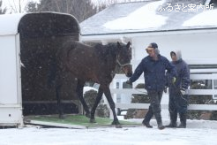 レックススタッドに到着したコパノジングー