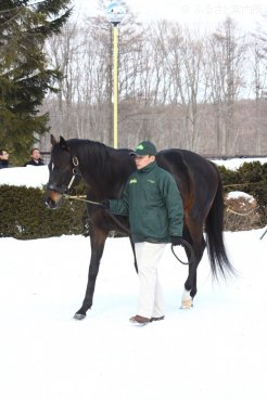 ダノンシャンティ(2013年種牡馬展示会)