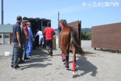 輸送用プロテクターを巻かれて馬運車に乗り込む