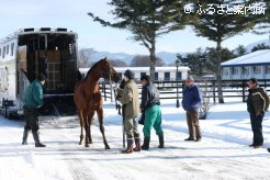 アロースタッドに到着したスズカコーズウェイ