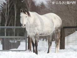 小倉大賞典(G3)に出走するダコールの半姉ルシュクル(ディープインパクト受胎中)