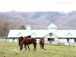 本馬の半姉ラフアウェイが先々、後継牝馬として里帰りする予定