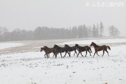 写真4 [降雪]