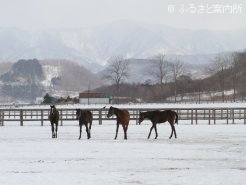 牧場の1歳馬たち