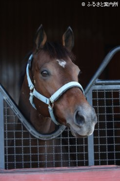 かつて父ステイゴールドが過ごした馬房から顔を見せるグランプリホース