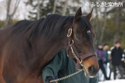 ｢SHADAI STALLION PARADE 2013｣のトリを務めたディープインパクト