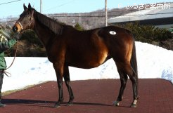2番目に高額で取引されたティアドロップス