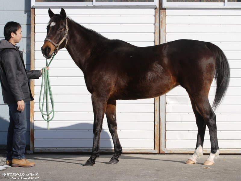 日高管内生産馬が6年ぶりに海外G1制覇 | 馬産地ニュース | 競走馬の