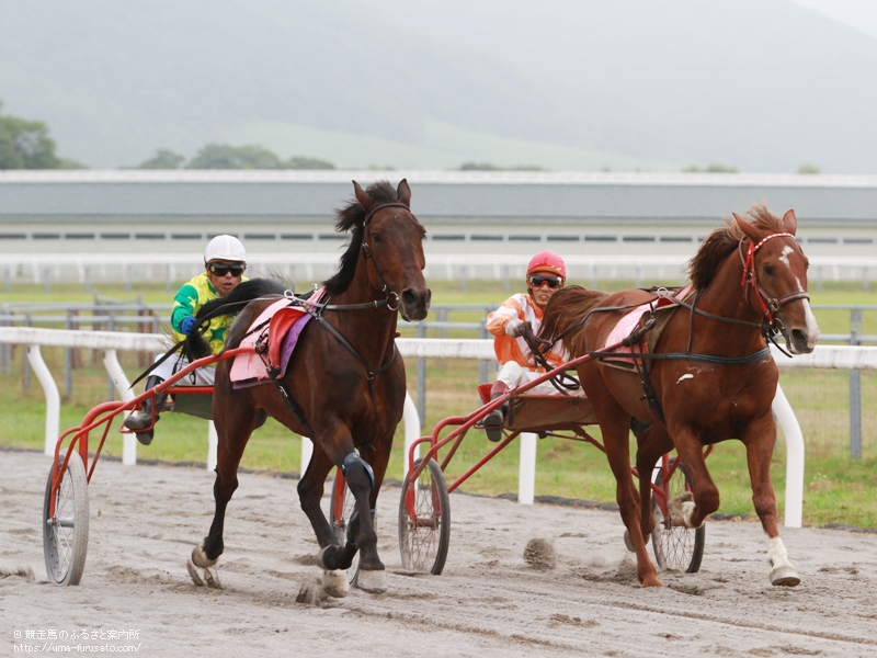 Jra日高育成牧場で うらかわ馬フェスタ 開催 馬産地ニュース 競走馬のふるさと案内所