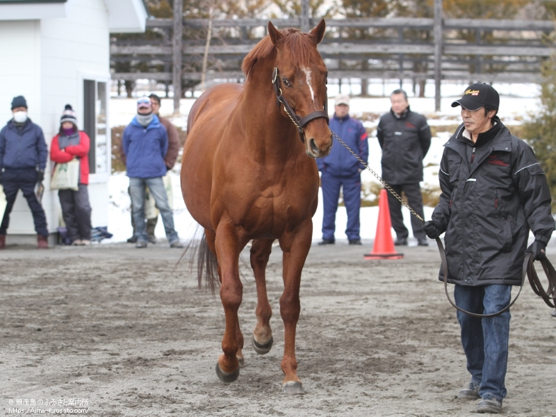 新冠町の優駿スタリオンステーションで種牡馬展示会が行われる | 馬