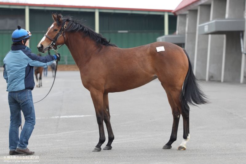 第1回北海道地区産地馬体検査が終了 馬産地ニュース 競走馬のふるさと案内所