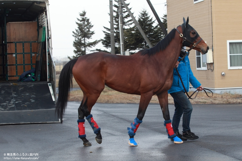 アーモンドアイがノーザンファームに帰厩 | 馬産地ニュース | 競走馬のふるさと案内所